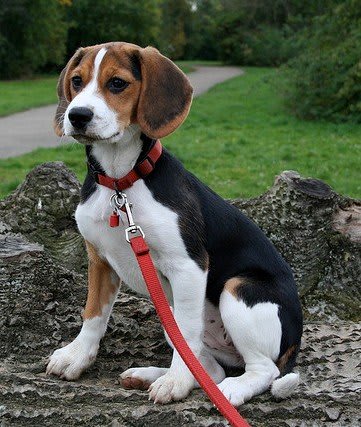 Buster